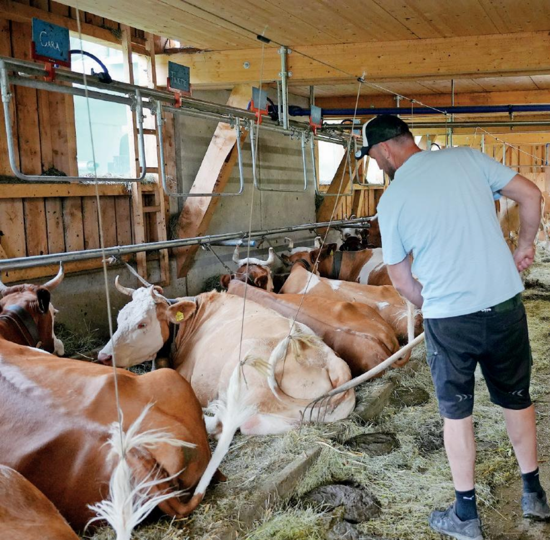Über 90 Rinder hat der Landwirt auf der Alp, 36 davon sind Milchkühe. Über 90 Rinder hat der Landwirt auf der Alp, 36 davon sind Milchkühe.
