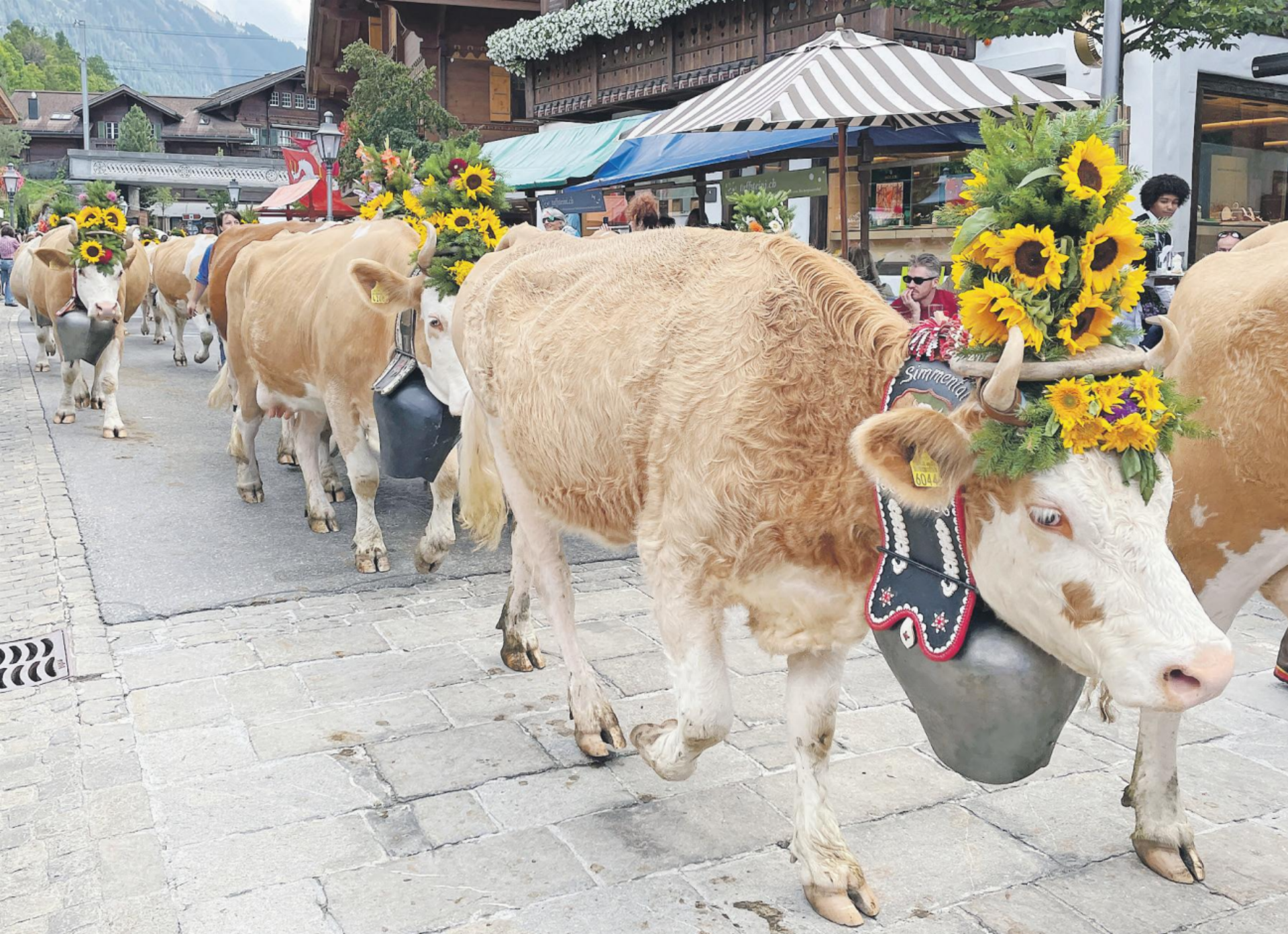 Gstaad Züglete 2026: Die Zeichen stehen auf Grün - Das Bild wird blockiert. – Möglicherweise durch einen aktiven Adblocker.