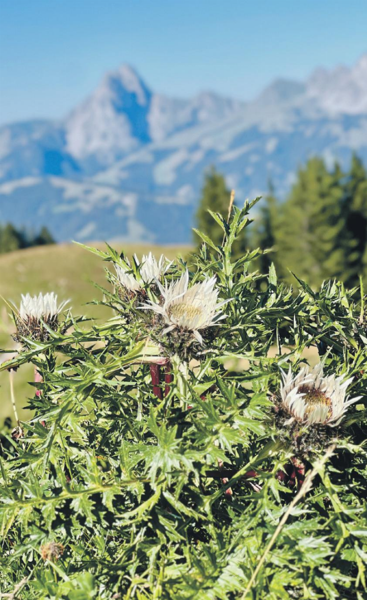 Zu seinem Naturbild schreibt unser Leser Rene Pieren: «Silberdistel, die schöne Stachelige.»   FOTO: RENE PIEREN, ZWEISIMMEN
