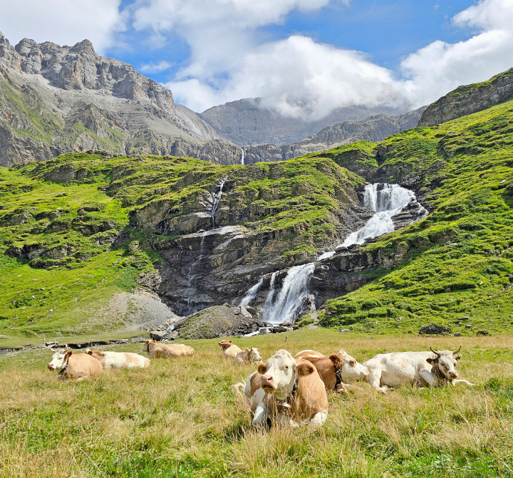 «Alpsommer auf der Gelte», schreibt unsere Leserin zu ihrem Bild.    FOTO: IRMA OEHRLI, LAUENEN