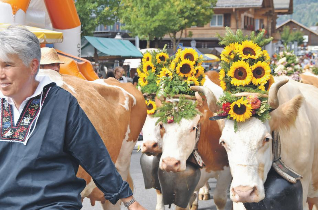 Züglete von Familie Ueli Bach: Die Sonnenblumen machten der Sonne Konkurrenz. Züglete von Familie Ueli Bach: Die Sonnenblumen machten der Sonne Konkurrenz.