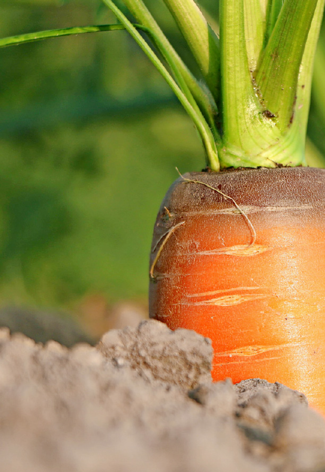 … und die Ernährungsinitiative wurden abgelehnt. Symbolbilder: Pixabay … und die Ernährungsinitiative wurden abgelehnt. Symbolbilder: Pixabay