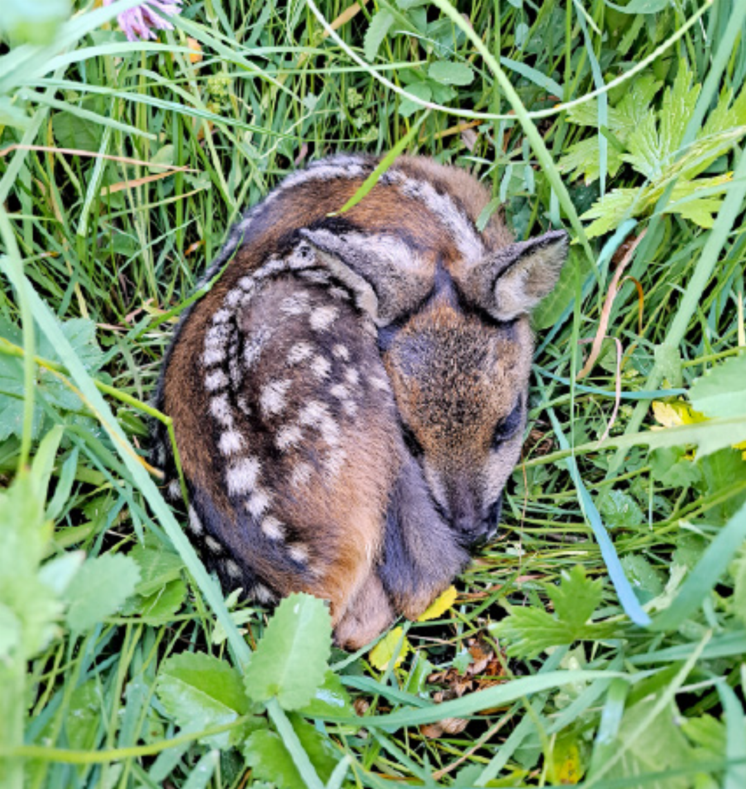 Rehkitzrettung: Der Jagd- und Wildschutzverein ist im Sommer fast täglich im Einsatz. Rehkitzrettung: Der Jagd- und Wildschutzverein ist im Sommer fast täglich im Einsatz.