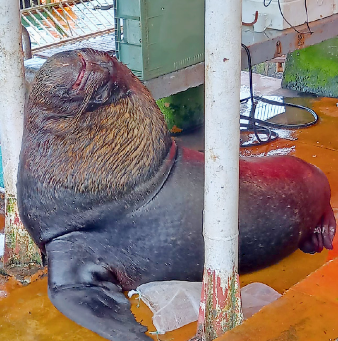 Seelöwe auf dem Markt von Valdivia, Chile. Seelöwe auf dem Markt von Valdivia, Chile.