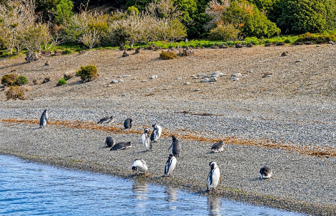 Magellan-Pinguine, die am Strand spazieren. Magellan-Pinguine, die am Strand spazieren.
