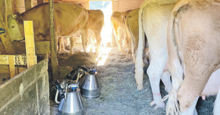 Obwohl von einem schweizweiten Milchüberschuss gesprochen wird, können die Molkereien und Genossenschaften dies für das Saanenland nicht bestätigen. Die Landwirtschaftsbetriebe seien nicht mit jenen im Mittelland vergleichbar.     FOTO: ANJA MOOSMANN